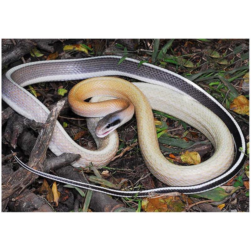 Sarpele de pestera Elaphe teaniura ridley - imagine 4